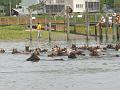 Chincoteague Pony Swim July 2007 058